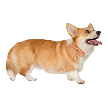 Corgi: Bow Tie