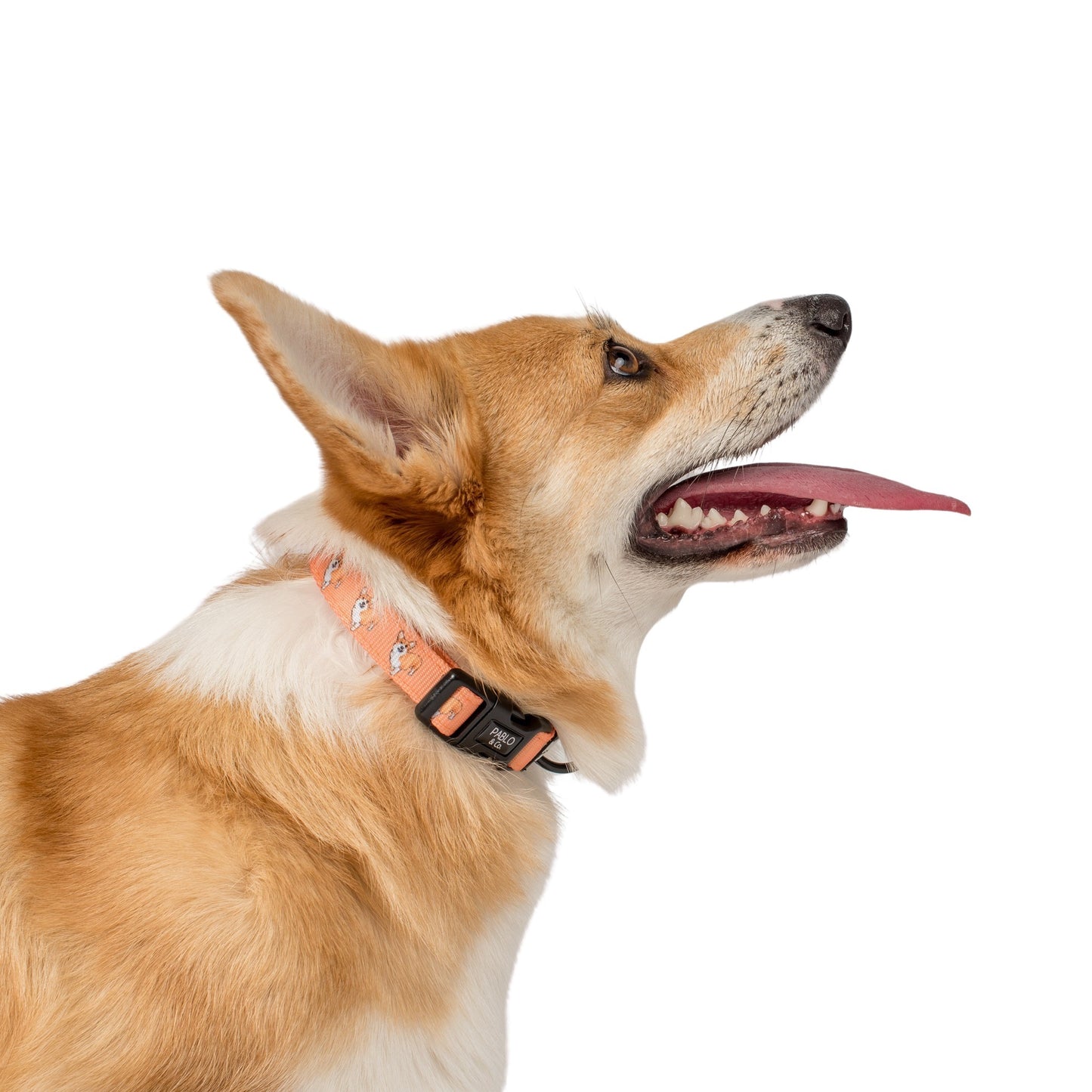 Corgi: Collar