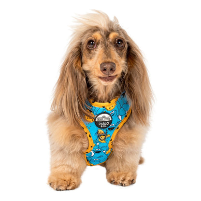 Cookie Monster: Adjustable Harness