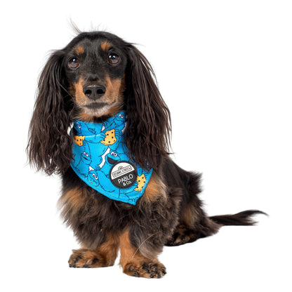 Sesame Street - Cookie Monster: Dog Bandana