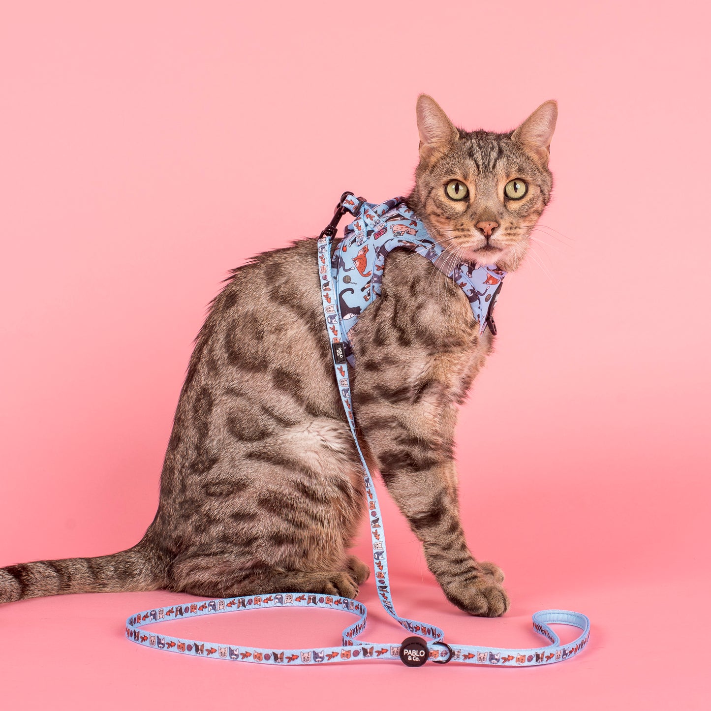 Meow Blue: Step In Cat Harness