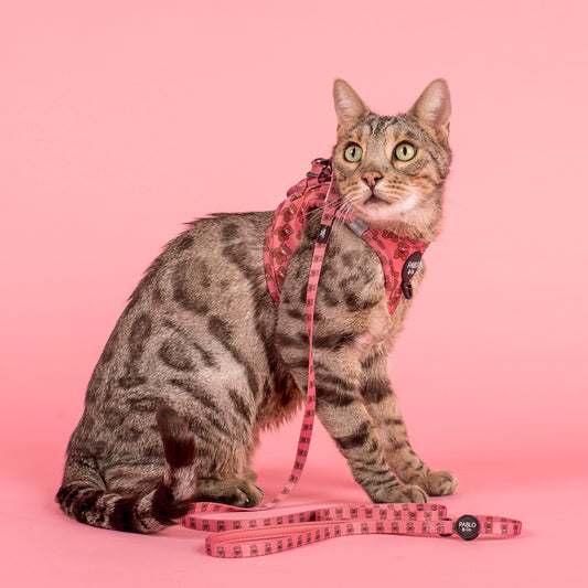 Teddies: Step In Cat Harness