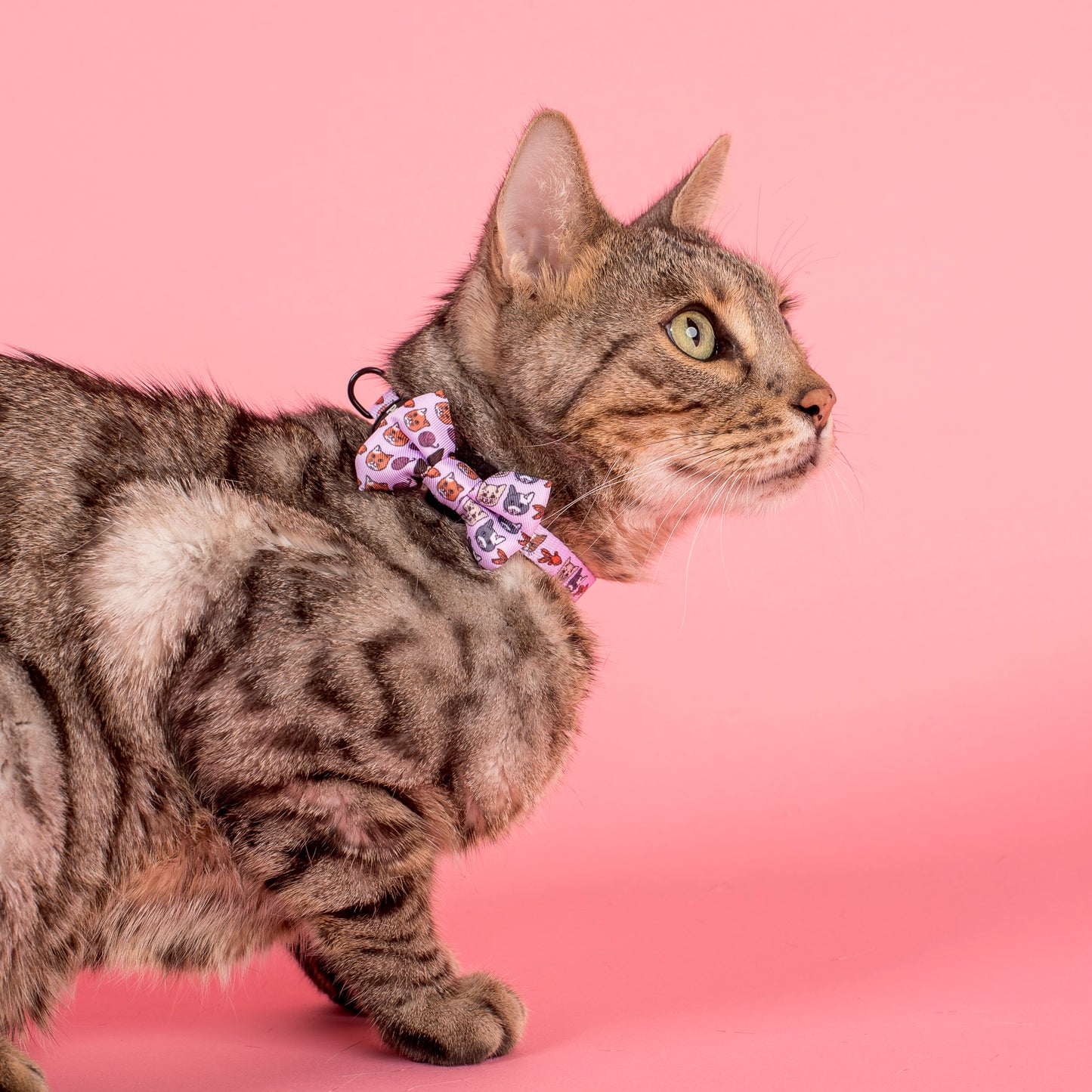 Meow Purple: Cat Bow Tie