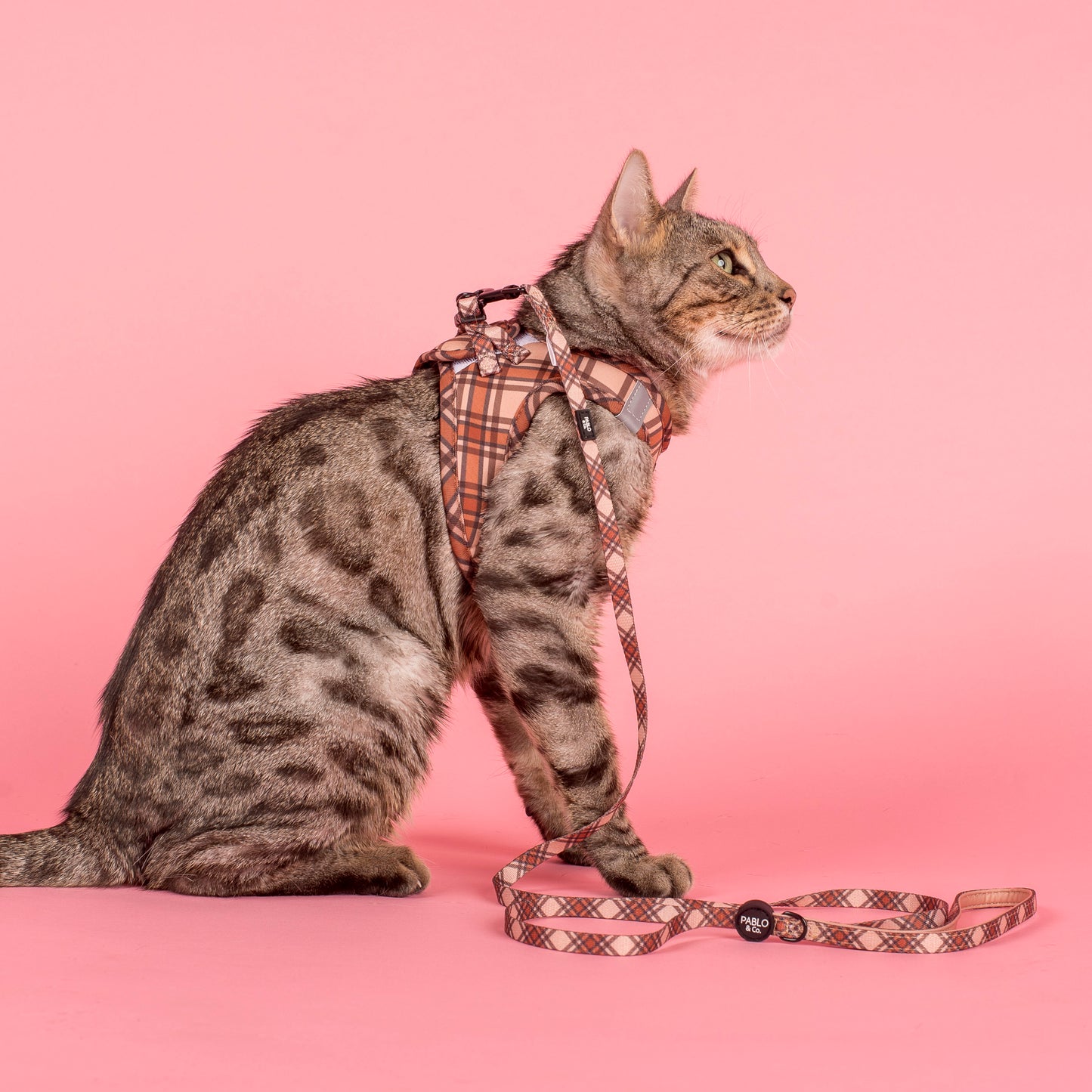 Kensington: Step In Cat Harness