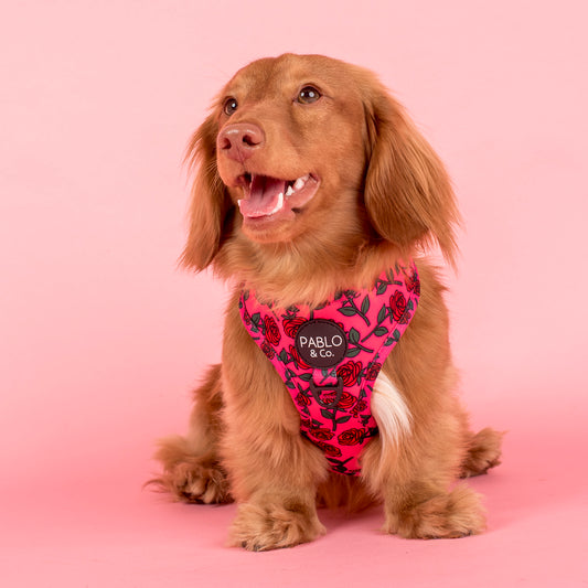 Rosie: Adjustable Harness