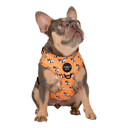 French Bulldog: Adjustable Harness