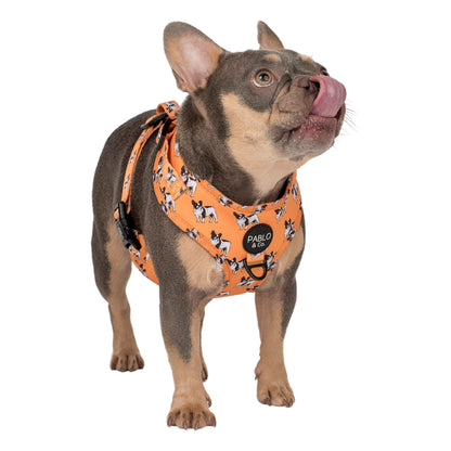 French Bulldog: Adjustable Harness