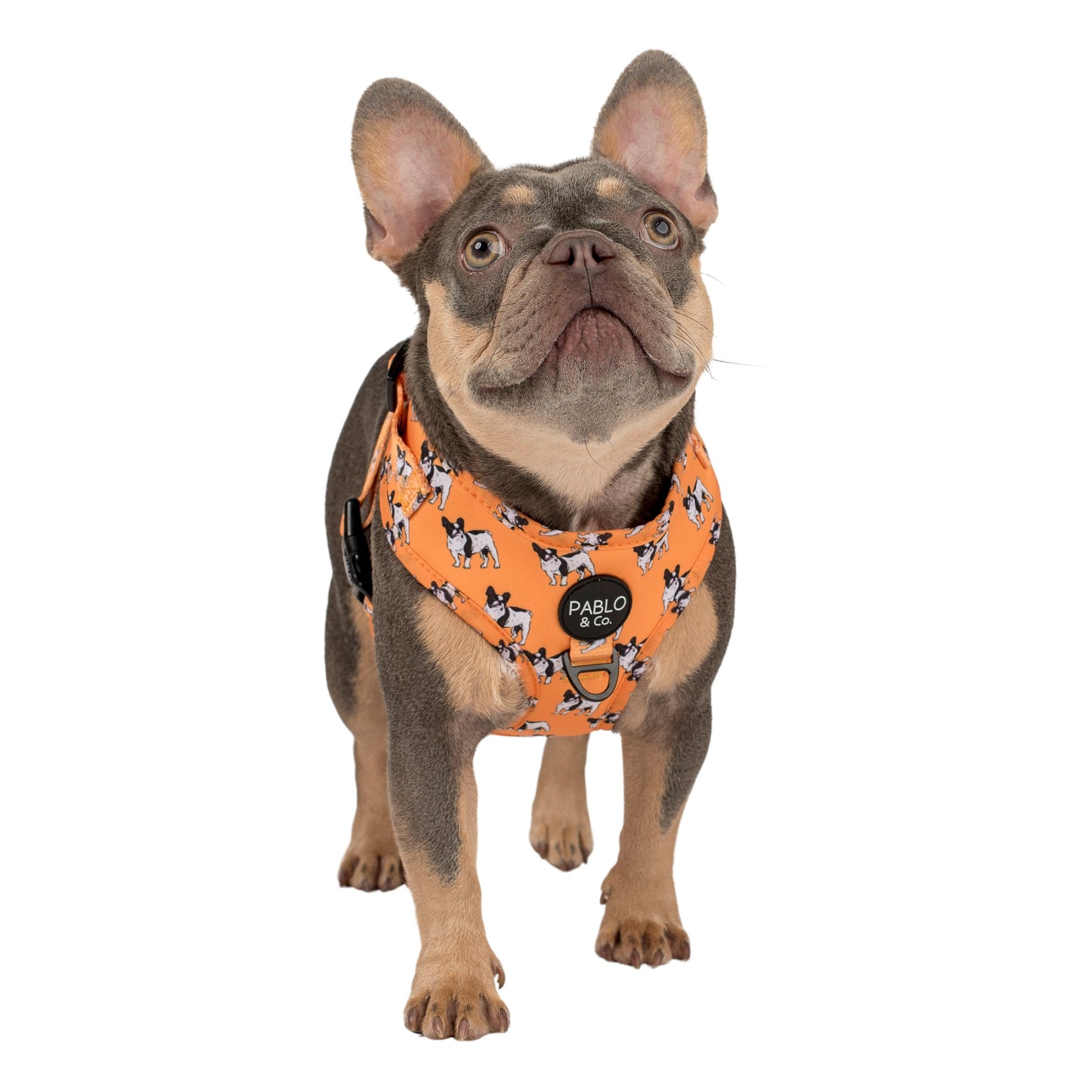 French Bulldog: Adjustable Harness