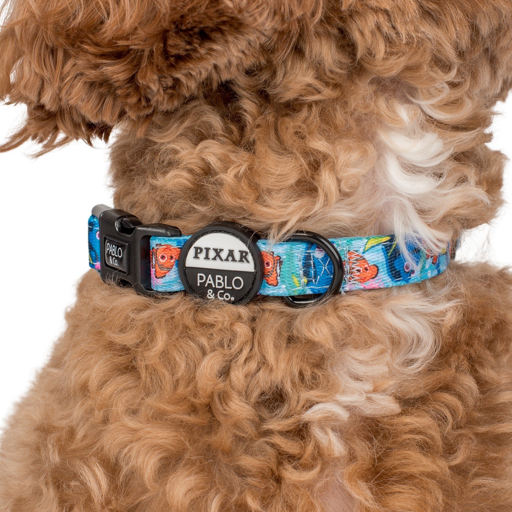 Finding Nemo: Dog Collar – Pablo & Co. Boutique