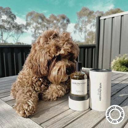 Harlow Harry: Dog Perfume | Solera 145