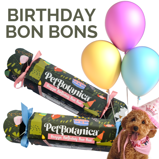 Dog Birthday Bon Bon