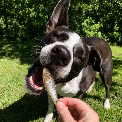 Pet Botanica: Sardines