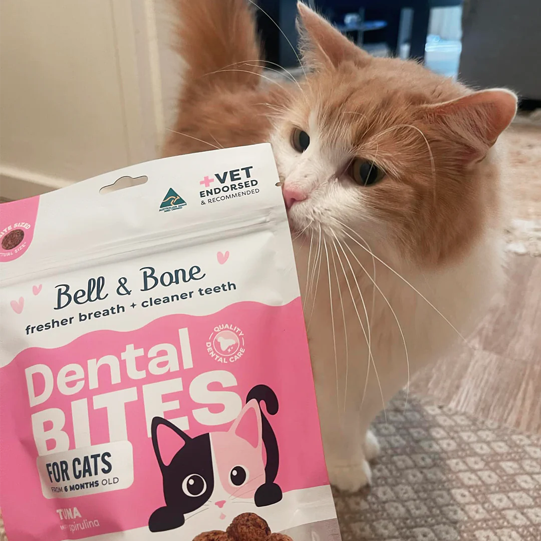 Adult Cat Dental Bites