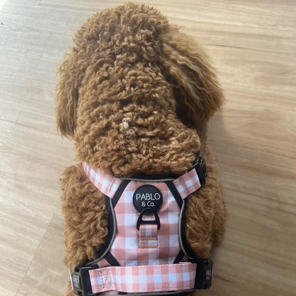 Chocolate Gingham: No Pull Adventure Harness