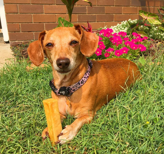 Himalayan Dog Chew Cheese Bars