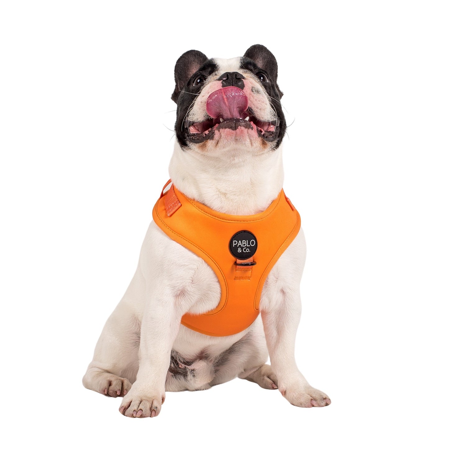 Orange Crush: Adjustable Harness