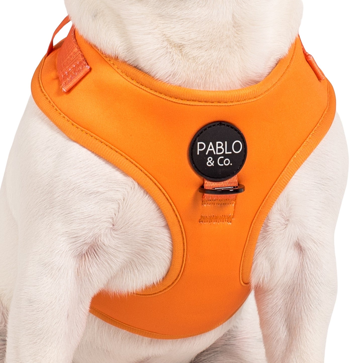 Orange Crush: Adjustable Harness