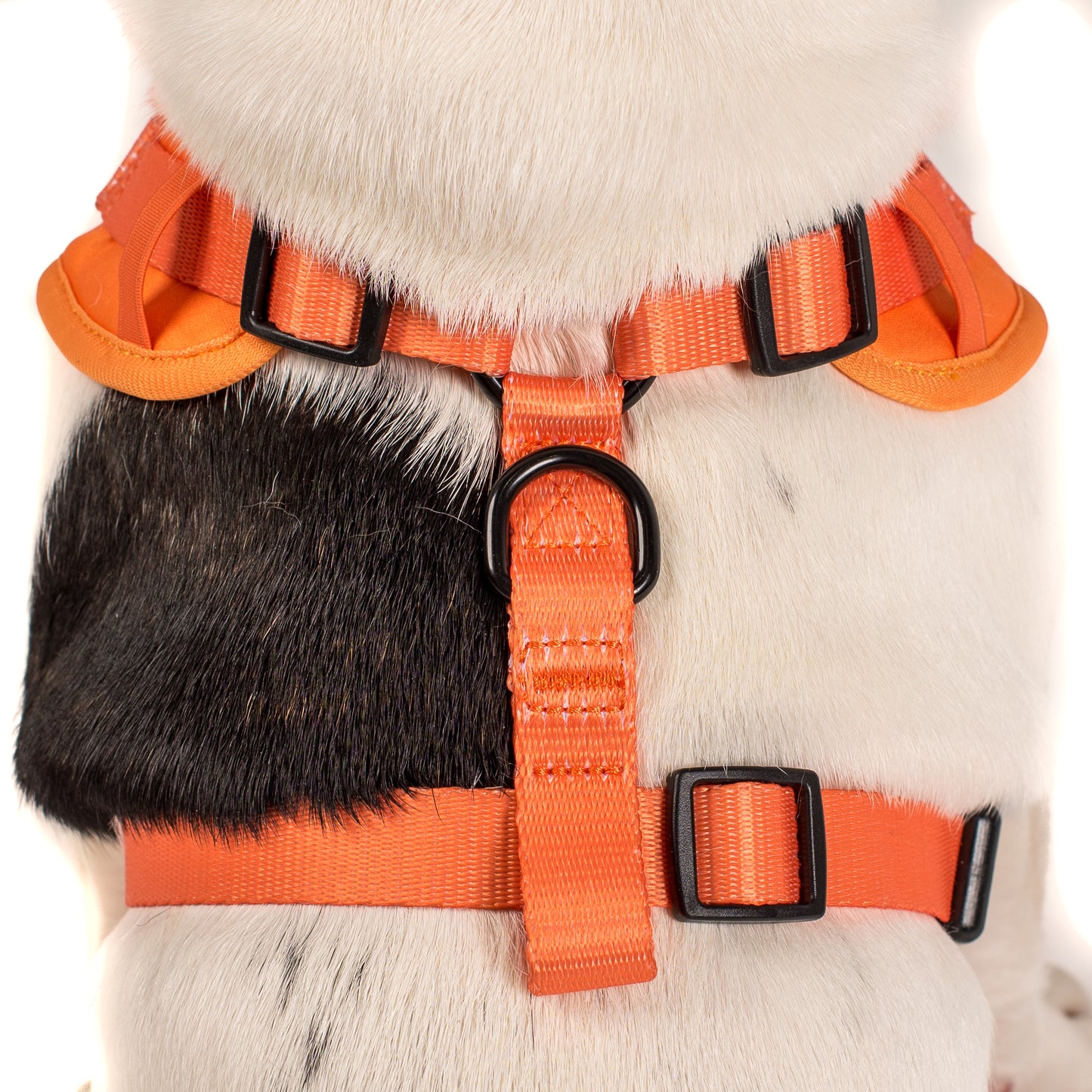 Orange Crush: Adjustable Harness