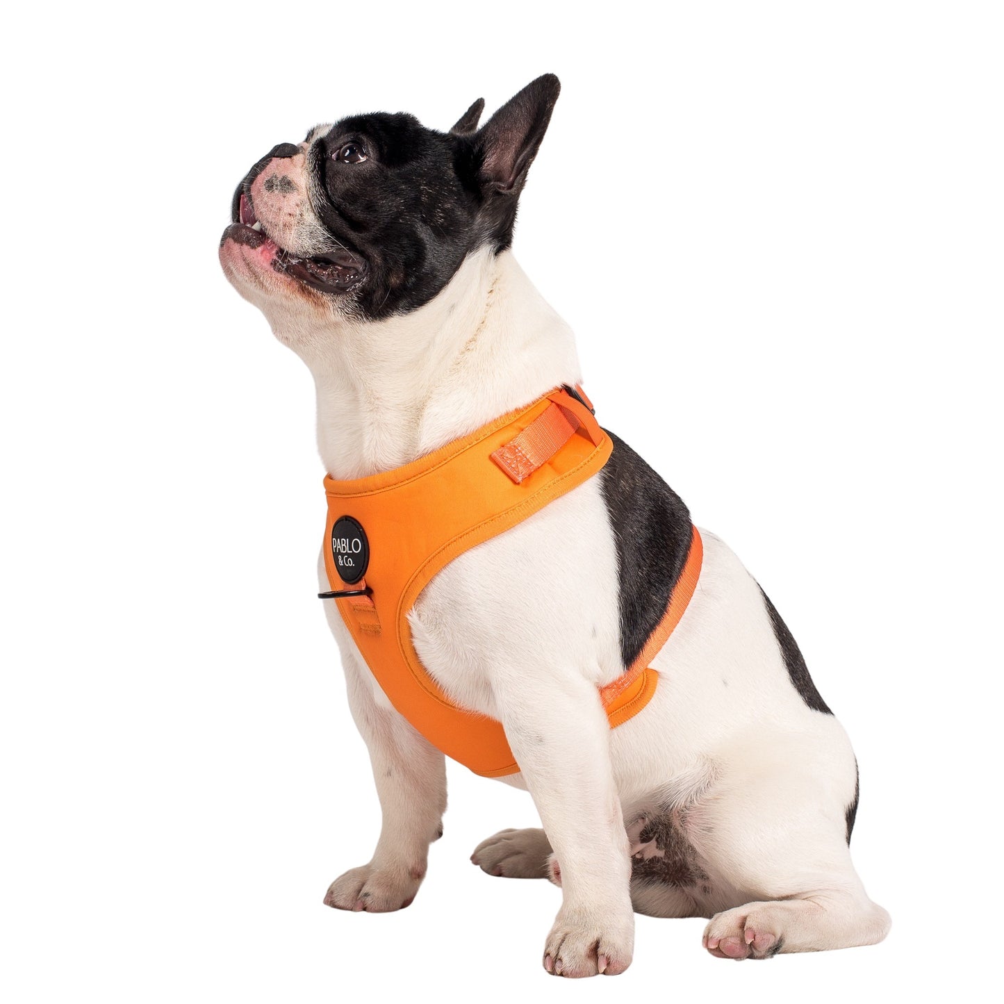 Orange Crush: Adjustable Harness