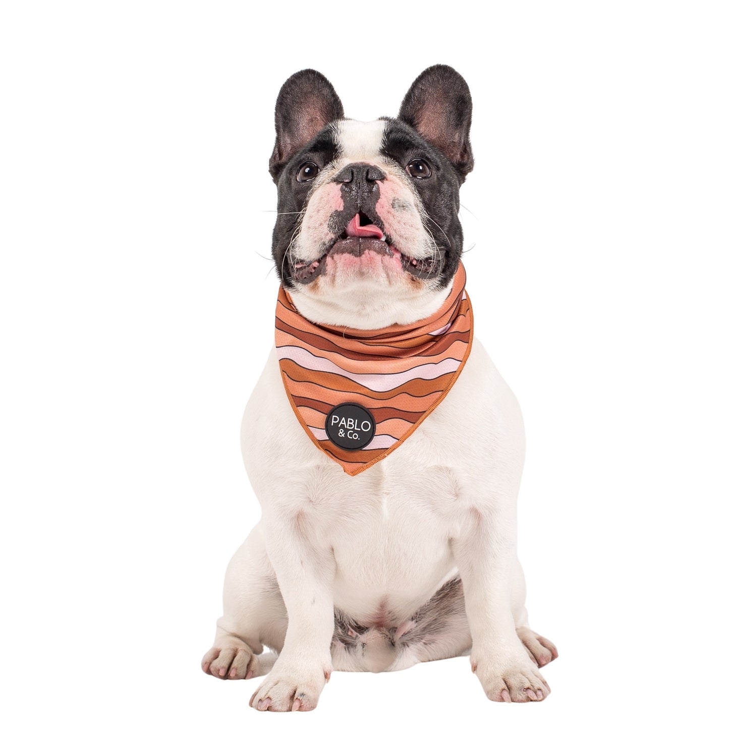 Espresso Swirls - Dog Bandana