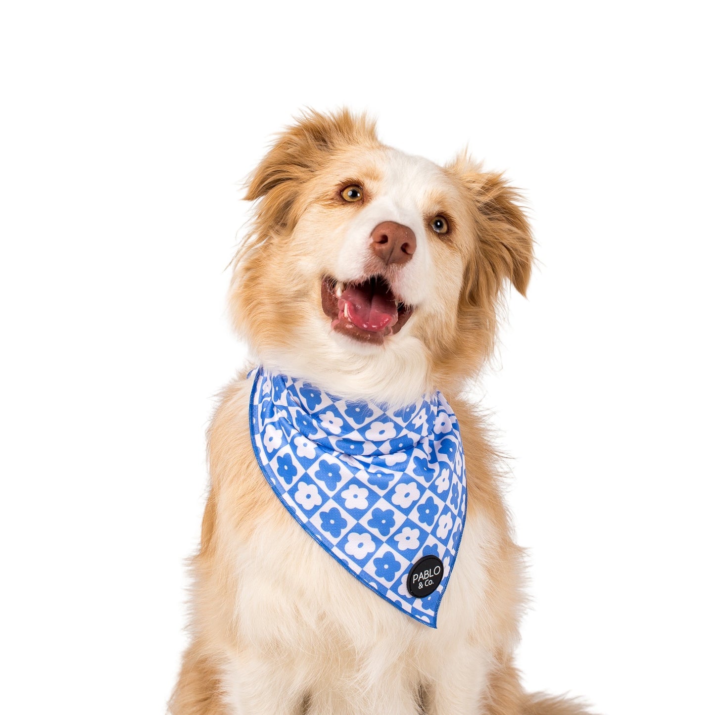 Blue Checkered Daisies - Dog Bandana