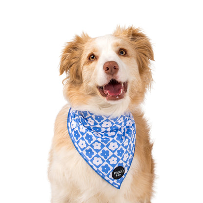 Blue Checkered Daisies - Dog Bandana