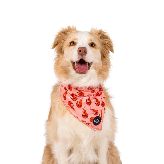 Summer Prawns - Dog Bandana