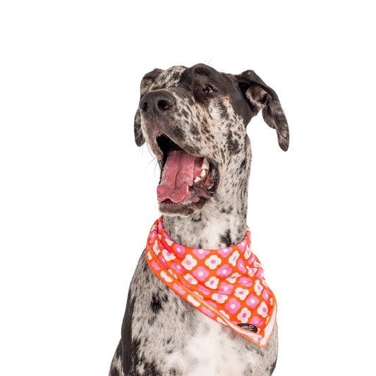 Pink Checkered Daisies - Dog Bandana