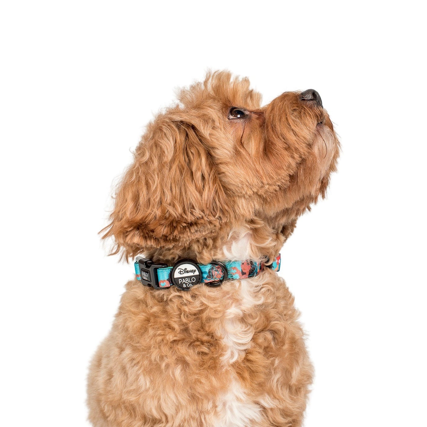 Moana: Dog Collar