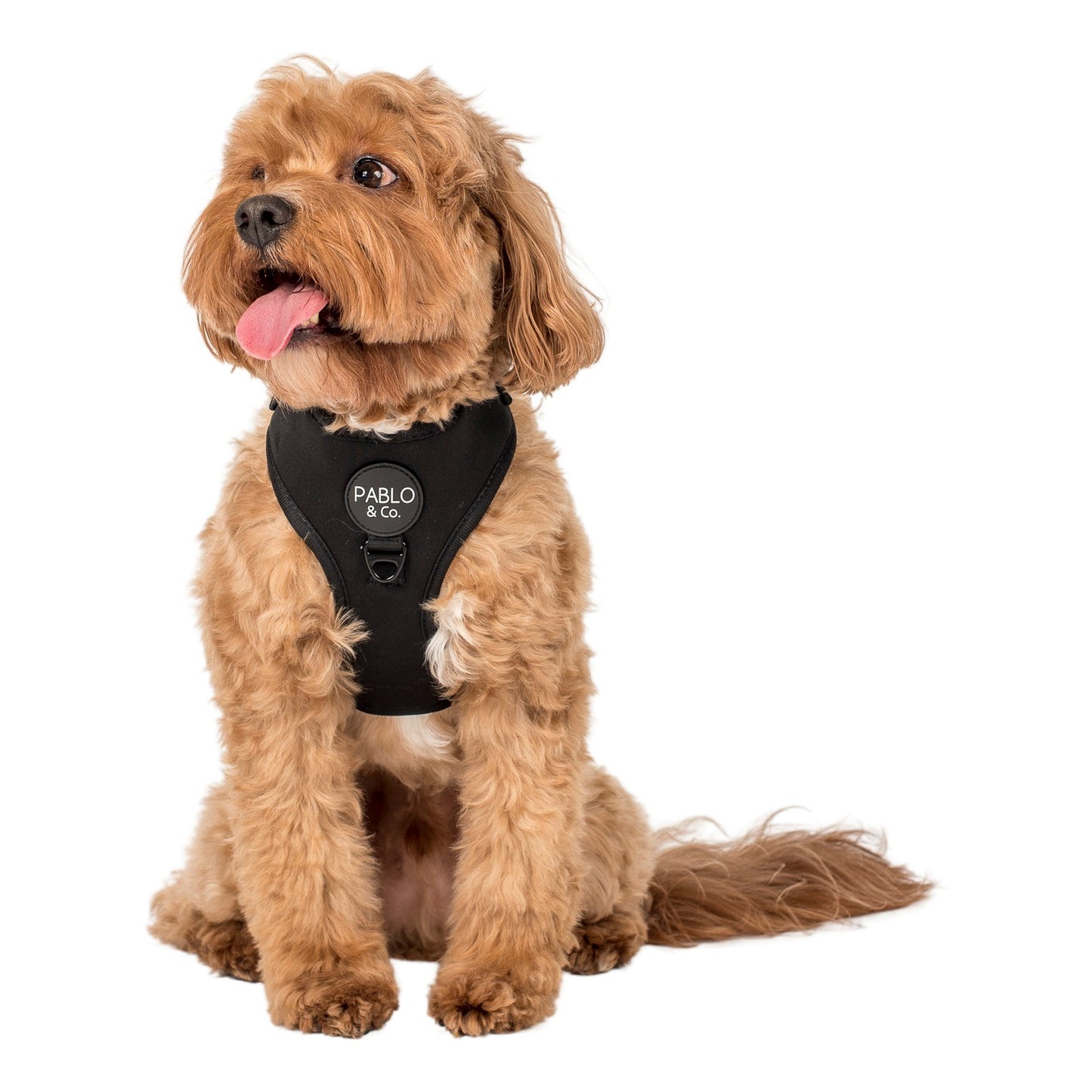 Black: Adjustable Harness