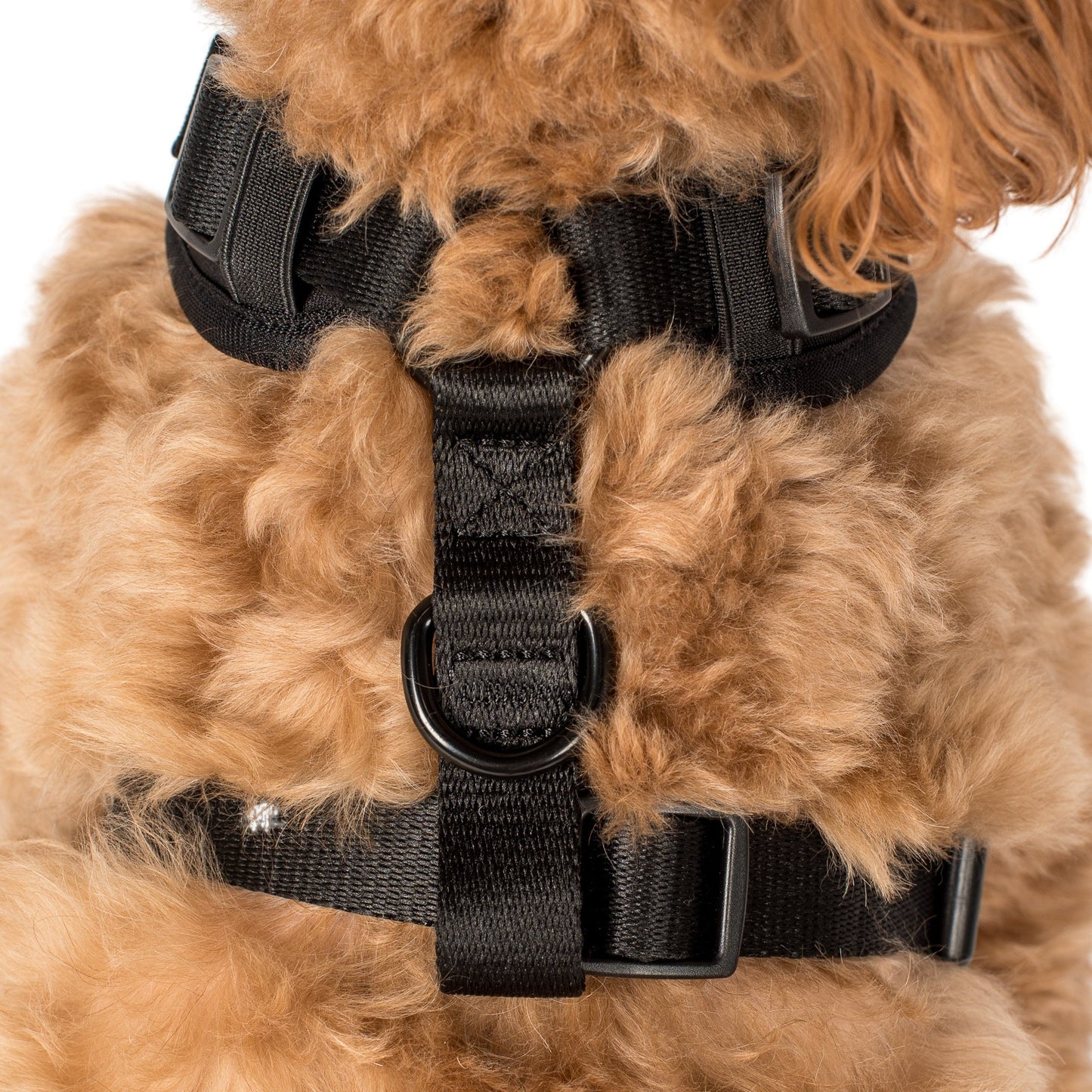 Black: Adjustable Harness