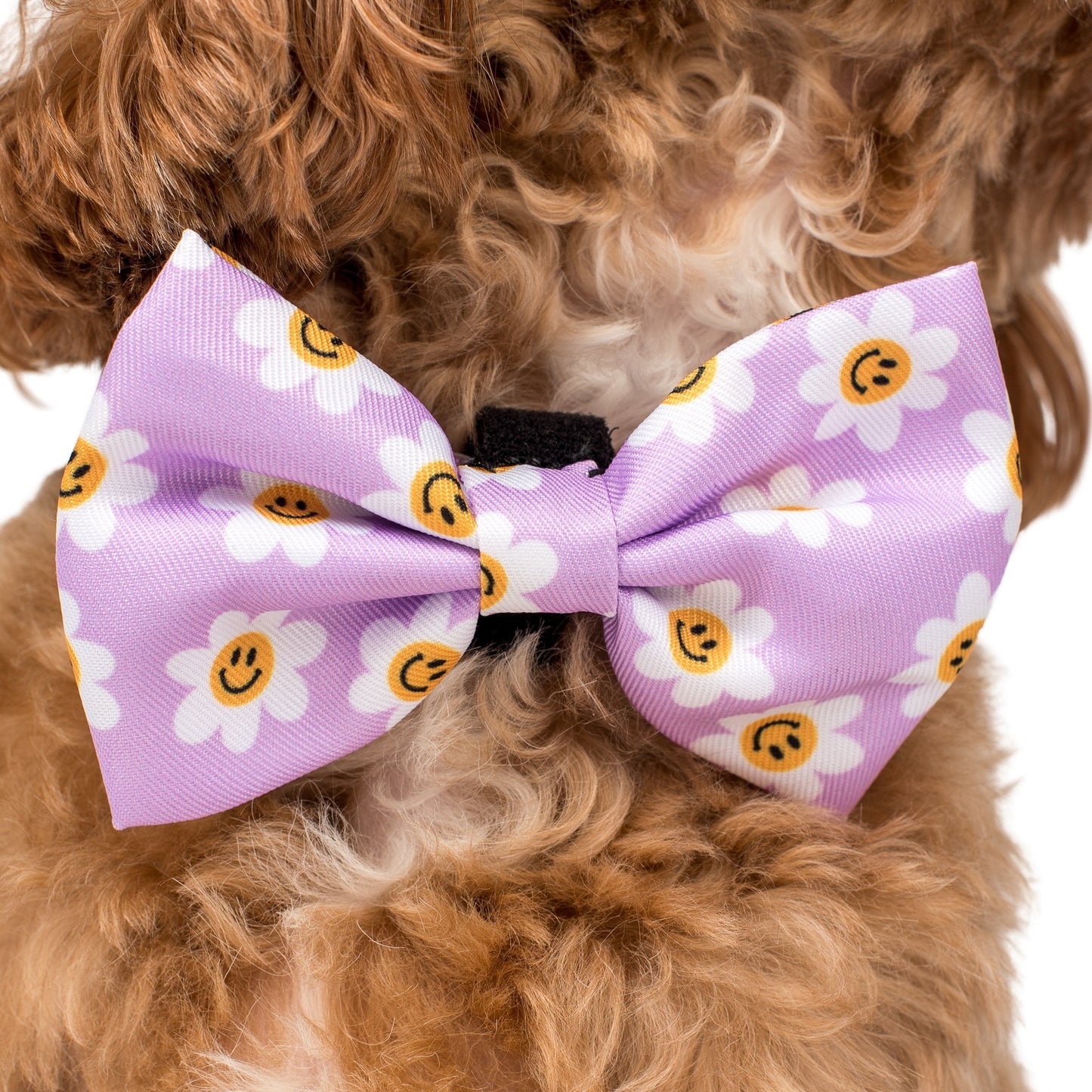 Lilac Smiley Flowers: Bow Tie