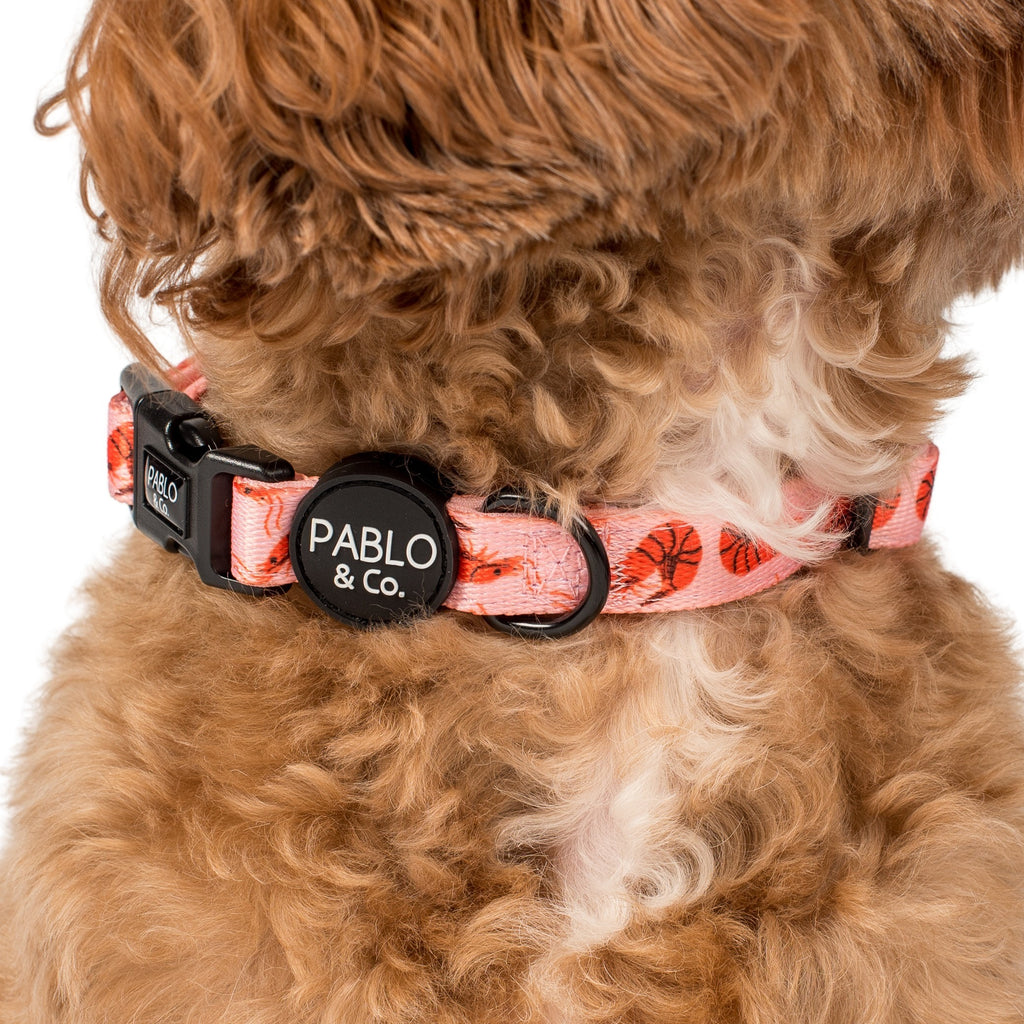 COLLARS Pablo & Co. Boutique