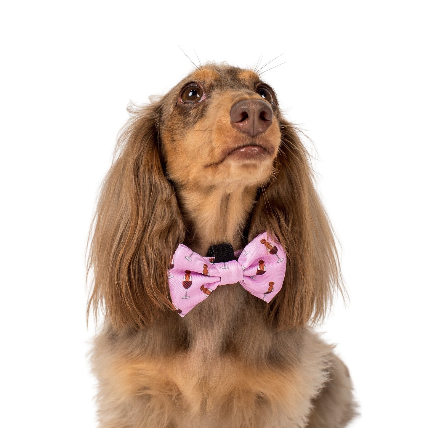 Dachshunds & Wine: Bow Tie