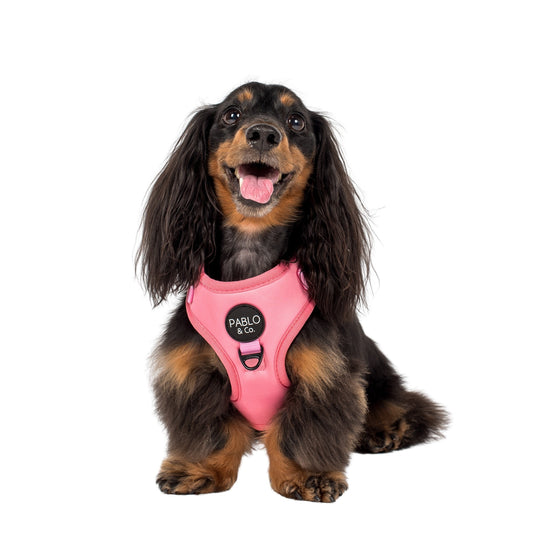 Cotton Candy: Adjustable Harness