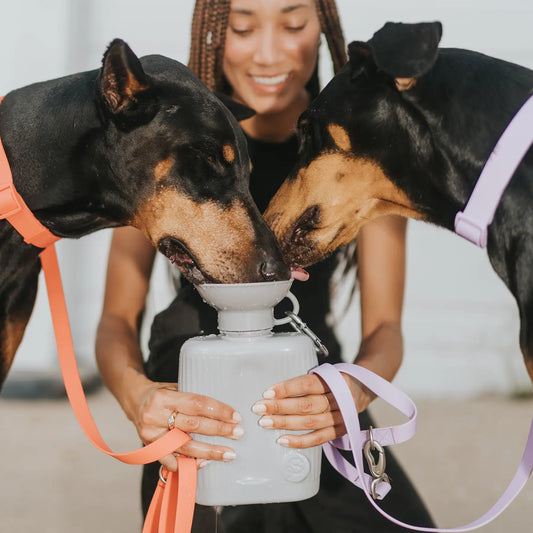 Growler Travel Bottle