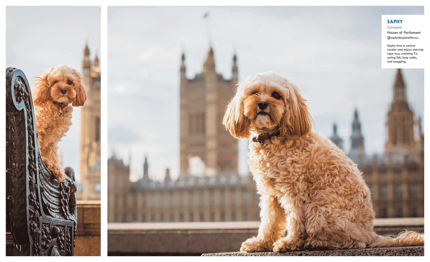 Canines of London