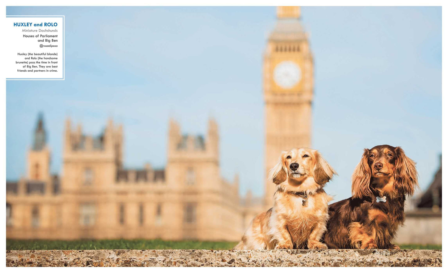 Canines of London