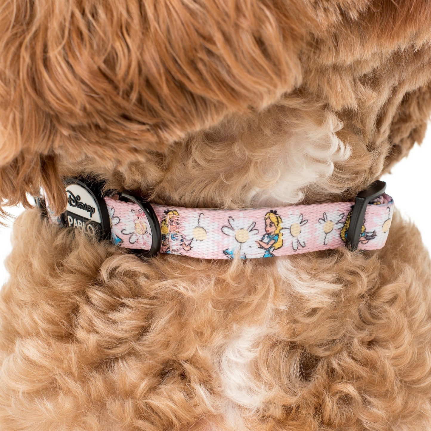 Alice in Wonderland: Dog Collar