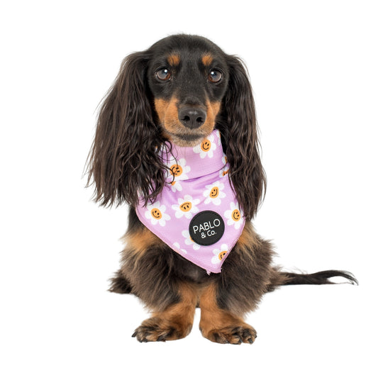 Lilac Smiley Flowers - Dog Bandana