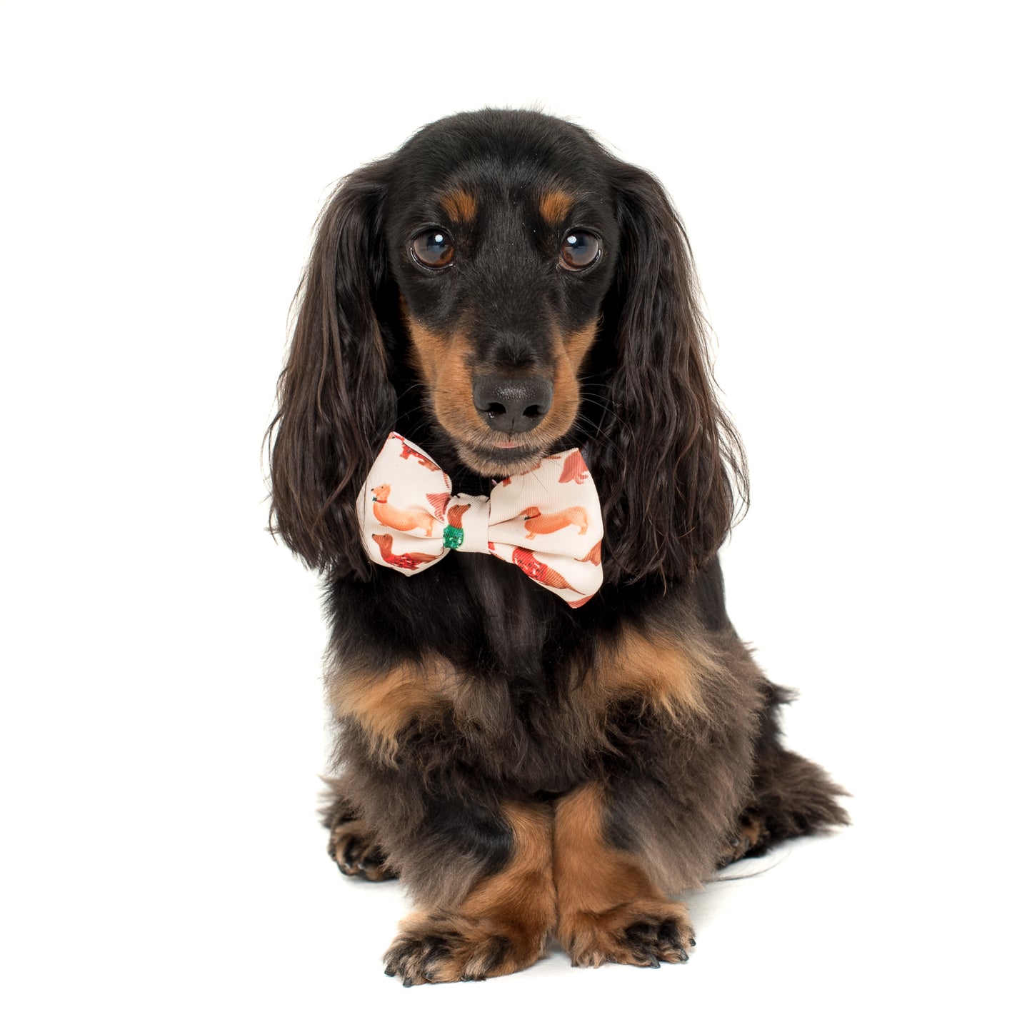 Doxie Christmas: Bow Tie