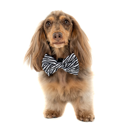 Black & White Zebra: Bow Tie