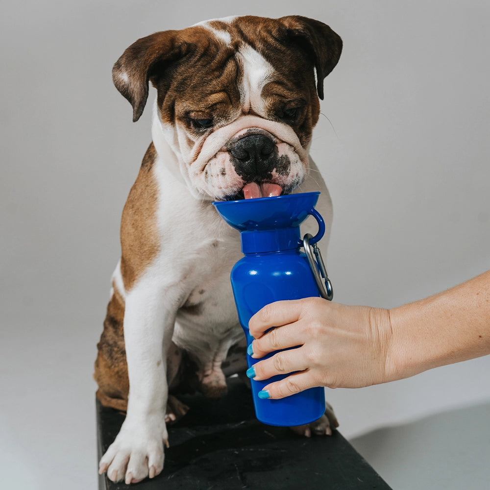 Classic Travel Water Bottle